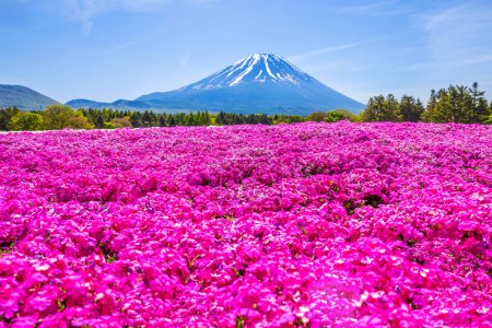 Foto de Festival Paisaje de Fuji Shibazakura con el campo de musgo rosa de Sakura o flor de cerezo con Montaña Fuji Yamanashi, Japón - Imagen libre de derechos