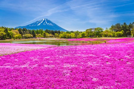 Foto de Festival Paisaje de Fuji Shibazakura con el campo de musgo rosa de Sakura o flor de cerezo con Montaña Fuji Yamanashi, Japón - Imagen libre de derechos