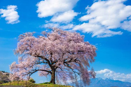 Wanitsuka no Sakura large 330 year old cherry tree in full bloom with blue sky background is a symbol of Nirasaki, Yamanashi Japan.