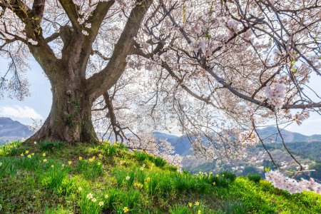 Narzissen oder Suisen-Blumen unter Wanitsuka no Sakura großer 330 Jahre alter Kirschbaum in voller Blüte mit blauem Himmelshintergrund ist ein Symbol für Nirasaki, Yamanashi Japan.