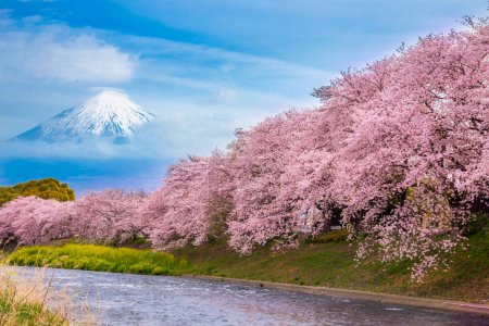Schöne blühende Kirschblüten mit dem Fuji-Berg im Hintergrund und einem Urui-Fluss im Vordergrund sind ein beliebter Touristenort in Fuji City, Shizuoka Japan.
