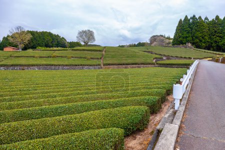 Tea plantation with Mount Fuji in the background is a famous landmark of Sizuoka City, Japan on a rainy and cloudy day.