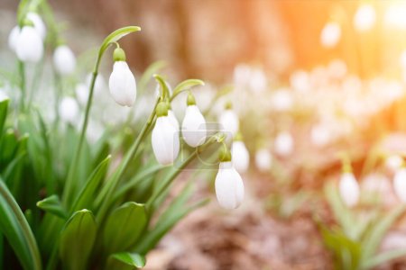 Photo for Spring snowdrop snowflake flowers blooms. Snowdrops, Galanthus nivalis, in flower in February. Snowdrops in the forest. - Royalty Free Image