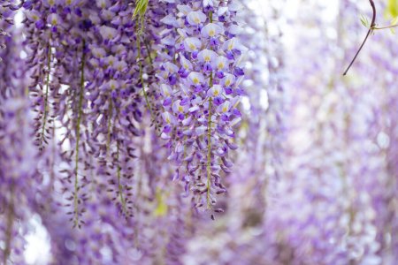 Photo for Blooming Wisteria Sinensis with scented classic purple flowersin full bloom in hanging racemes on the wind closeup. Garden with wisteria in spring - Royalty Free Image