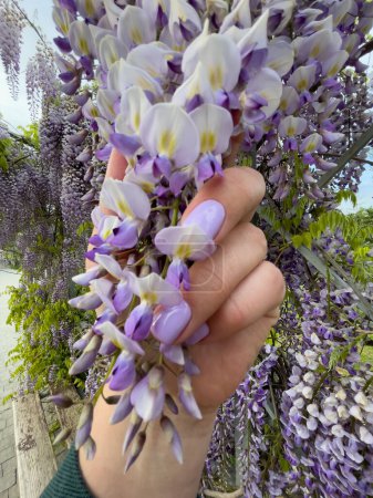 Photo for Blooming Wisteria Sinensis with scented classic purple flowersin full bloom in hanging racemes closeup. Garden with wisteria in spring. - Royalty Free Image