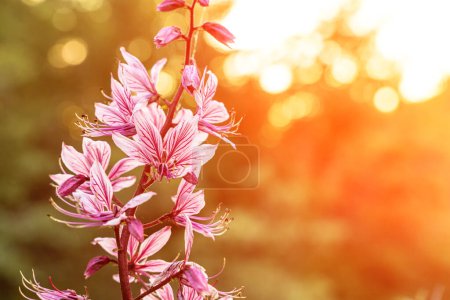 Dictamnus Albus wild blühende gefährliche Pflanze, schöne weiße und rosa Blüten in Blüte, grüner Hintergrund. Blumen kann man nicht berühren, Verbrennungen durch Berührung