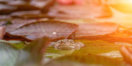 Frosch Blatt Seerose. Ein kleiner grüner Frosch sitzt am Rand von Seerosenblättern in einem Teich.