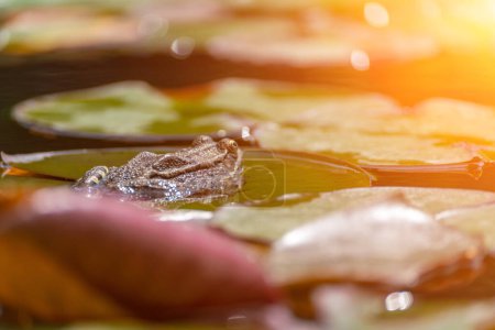 Frosch Blatt Seerose. Ein kleiner grüner Frosch sitzt am Rand von Seerosenblättern in einem Teich.