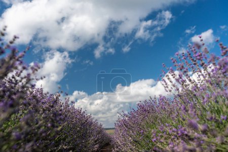 Lavendel blüht, ein malerisches Lavendelfeld unter einem leicht bewölkten Himmel. Tagsüber aufgenommen, um natürliche Schönheit und landwirtschaftliches Potenzial hervorzuheben.