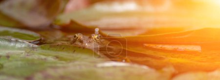 frog leaf water lily. A small green frog is sitting at the edge of water lily leaves in a pond.