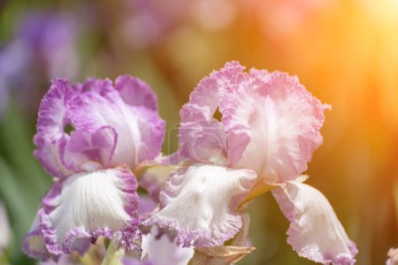 Photo for Purple with yellow bearded iris flower close up. - Royalty Free Image