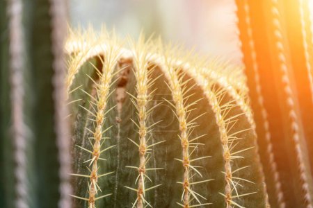 Foto de Espina cactus textura fondo. Cactus de barril dorado, bola dorada o cojín de suegras Echinocactus grusonii es una especie de cactus de barril endémico del centro-este de México.. - Imagen libre de derechos
