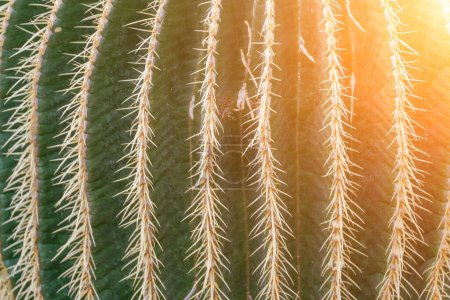 Foto de Espina cactus textura fondo. Cactus de barril dorado, bola dorada o cojín de suegras Echinocactus grusonii es una especie de cactus de barril endémico del centro-este de México.. - Imagen libre de derechos