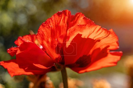 Téléchargez les photos : Inflorescence de fleur de pavot décorative rouge sur le fond de verdure dans le jardin de fleurs un jour de printemps ensoleillé. - en image libre de droit