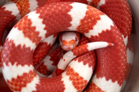 Foto de Primer plano Hermosas serpientes en el fondo de la naturaleza. - Imagen libre de derechos