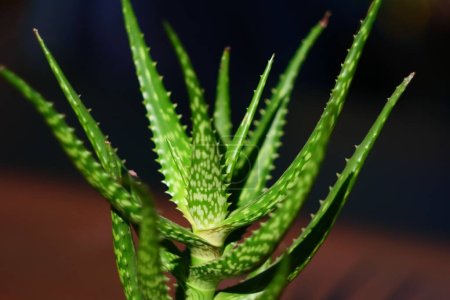 Téléchargez les photos : Aloe vera Plants for nature background. - en image libre de droit