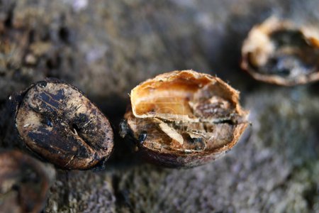 Foto de Bugs or Snout Beetles in Coffee Beans, insectos barrenadores de café que comen y destruyen granos de café. - Imagen libre de derechos