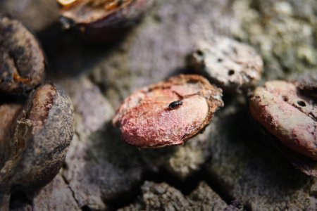 Foto de Bugs or Snout Beetles in Coffee Beans, insectos barrenadores de café que comen y destruyen granos de café. - Imagen libre de derechos
