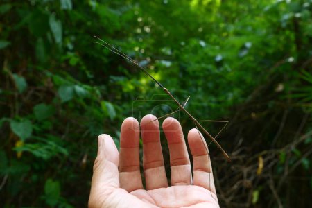 Photo for Stick Insect in Hand. - Royalty Free Image
