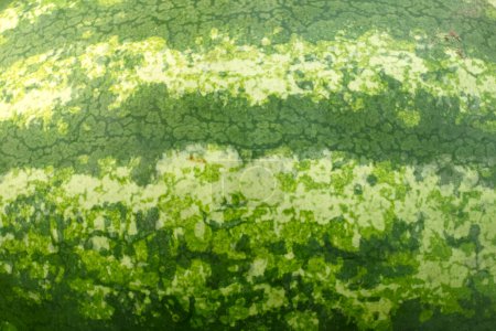 Téléchargez les photos : Gros plan Texture pastèque pour le fond de la nature. - en image libre de droit