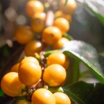 Yellow Bourbon or yellow coffee bean berry plant fresh seed coffee tree growth in eco organic farm, yellow ripe seed berries harvest arabica coffee garden. 