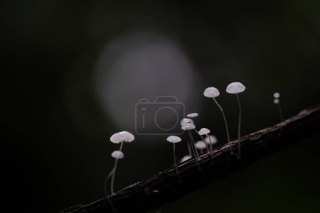 Mushrooms in Tropical Rainforest for Nature Background.