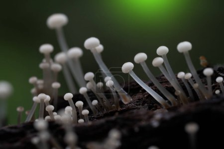 Mushrooms in Tropical Rainforest for Nature Background.