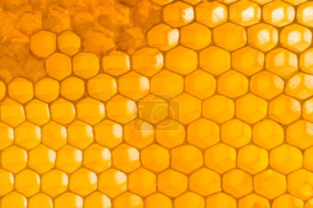 Téléchargez les photos : Honeycomb fermer l'arrière-plan. Miel naturel en nid d'abeille papier peint. Concept apicole. Cellules d'un cadre partiellement rempli de miel - en image libre de droit