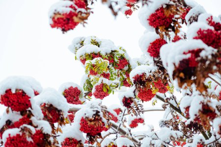 Téléchargez les photos : Rowan arbre couvert de la première neige. Baies d'airelle ou de rowan sur une branche d'arbre aux feuilles vertes en hiver. Sorbus aucuparia. Framboises rouges - en image libre de droit