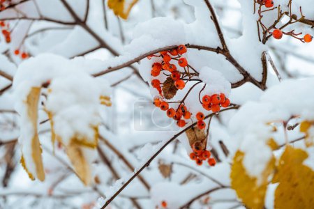 Téléchargez les photos : Rowan arbre couvert de la première neige. Baies d'airelle ou de rowan sur une branche d'arbre aux feuilles vertes en hiver. Sorbus aucuparia. Framboises rouges - en image libre de droit