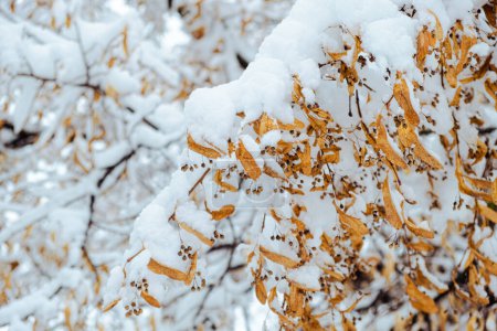 Árbol de tilo o tilo americano cubierto con la primera nieve. Rama de tilo con flor seca en invierno.  