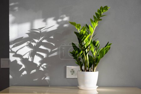 Zamiokulcas wird auch Sansibar-Juwel, ZZ-Pflanze, Zuzu-Pflanze, Aroidpalme, Ewigkeitspflanze und Smaragdpalme genannt. Zamioculcas Blumentopf auf dem Tisch mit natürlichem Sonnenlicht