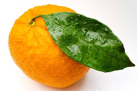 Téléchargez les photos : Whole orange fruit and green leaves isolated on white background.Fresh orange citrus with waterdrops close up - en image libre de droit