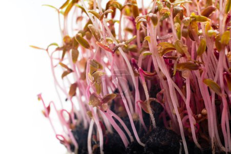Téléchargez les photos : Amaranth microgreen close up. Red amarant shoots sprout from soil. Homegrown greenery. Healthy, dietary food concept. - en image libre de droit