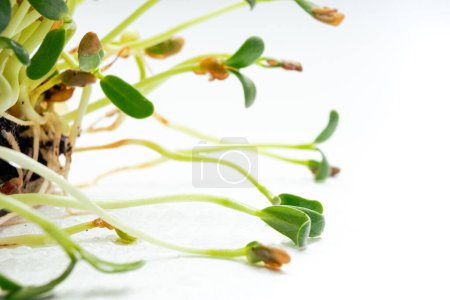 Téléchargez les photos : Foenum-graecum commonly called fenugreek microgreen close up. Fenugreek shoots sprout from soil. Homegrown greenery. Healthy, dietary food concept. - en image libre de droit