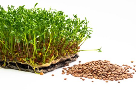 Téléchargez les photos : Red lentils microgreen growing from the soil. Homegrown lentil sprouts on white background. Bunch of legume shoots and beans close up - en image libre de droit