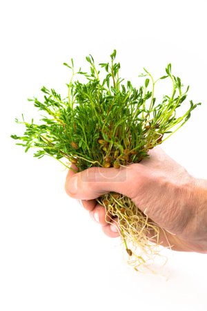 Téléchargez les photos : Red lentils microgreen in male`s hand. Hands holding harvest of homegrown lentil sprouts. Bunch of legume shoots - en image libre de droit