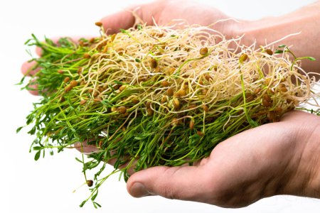 Téléchargez les photos : Red lentils microgreen in male`s hand. Hands holding harvest of homegrown lentil sprouts. Bunch of legume shoots - en image libre de droit