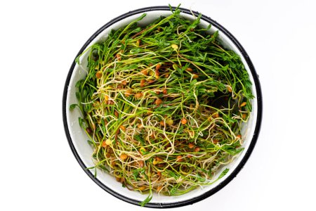 Téléchargez les photos : Red lentils microgreen on the plate. Homegrown lentil sprouts. Bunch of legume shoots on the white dish - en image libre de droit