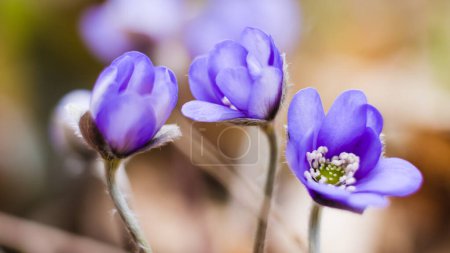 Téléchargez les photos : Fleurs d'hépatiques violettes dans la forêt de près. Fleurs floraison printemps germé à partir de feuilles sèches d'automne. Floraison de fleurs dans la forêt européenne. Violette Hepatica nobilis, Anemone hepatica ou Liverleaf - en image libre de droit