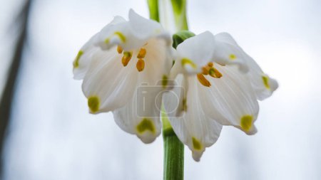 Téléchargez les photos : Les premières fleurs de flocon de neige de printemps aussi appelé lys loddon ou vernum leucojum dans la forêt. Floraison printanière fleurs fermer. Flocons de neige en fleurs dans la forêt européenne - en image libre de droit