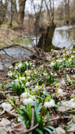 Téléchargez les photos : Les premières fleurs de flocon de neige de printemps également appelé lys loddon ou vernum leucojum sur la rive de la rivière. Floraison printanière près de l'eau. Flocons de neige en fleurs dans la forêt européenne - en image libre de droit