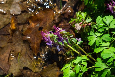 Téléchargez les photos : Corydalis solida plante également appelée fumewort ou oiseau dans un buisson fleurs. Fleurs sauvages printanières dans la forêt. Buisson de Fumewort près du ruisseau - en image libre de droit