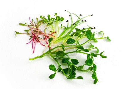 Green pea, beet, mustard, radish and chives onion microgreen on white background. Mix of micro green shoots. Healthy food concept