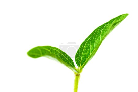 Photo for Mung shoot close up. Green gram sapling on white background. Homegrown sprout of mung bean macro shot. Vigna radiata young plant. - Royalty Free Image
