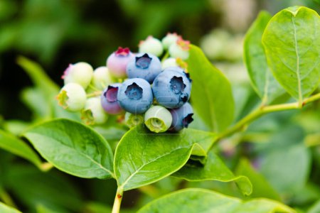 Photo for Homegrown huckleberry in the backyard close up. Ripe blueberry berries on the bush. Highbush or tall blueberry cluster. Harvest of blueberry in the garden - Royalty Free Image