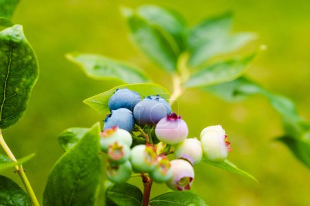 Photo for Homegrown huckleberry in the backyard close up. Ripe blueberry berries on the bush. Highbush or tall blueberry cluster. Harvest of blueberry in the garden - Royalty Free Image