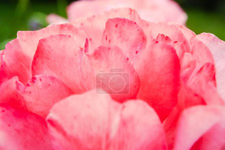 Téléchargez les photos : Les pétales roses de fleurs de rose se rapprochent. Rose rouge sur la macro photo du parterre fleuri. Texture des pétales - en image libre de droit