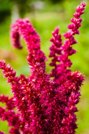 Photo for Blooming red amaranth plant close up. Amaranthus caudatus commonly known as red or purple amaranth, prince's feather, and Mexican grain amaranth. Healthy, organic food concept - Royalty Free Image