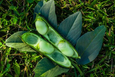 Téléchargez les photos : Vicia faba, communément appelée la fève, préfère la fève sur l'herbe. Fève mûre aux feuilles fraîches à la lumière naturelle du soleil - en image libre de droit
